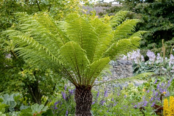 Dicksonia