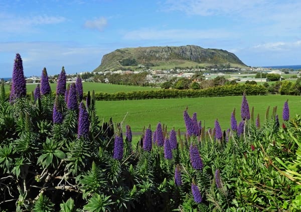 Echium