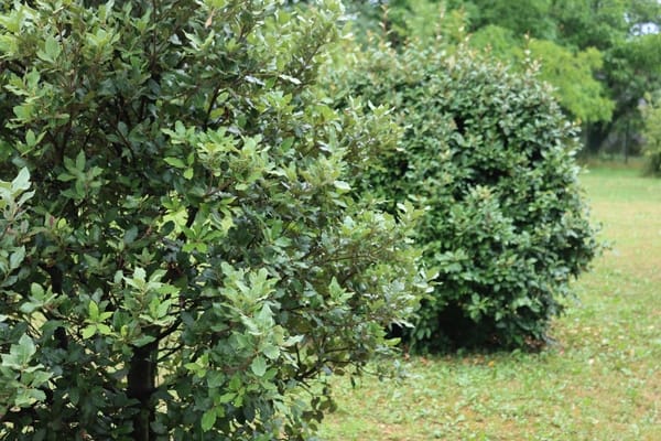 Eleagnus Ebbingei Verde