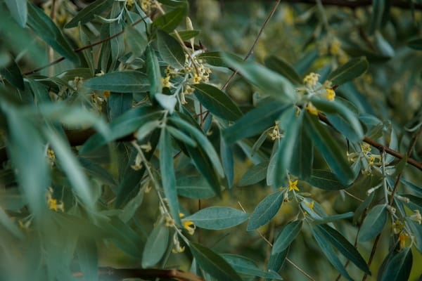 Eleagnus