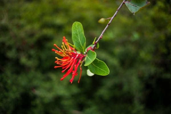 Embothrium