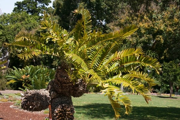 Encephalartos
