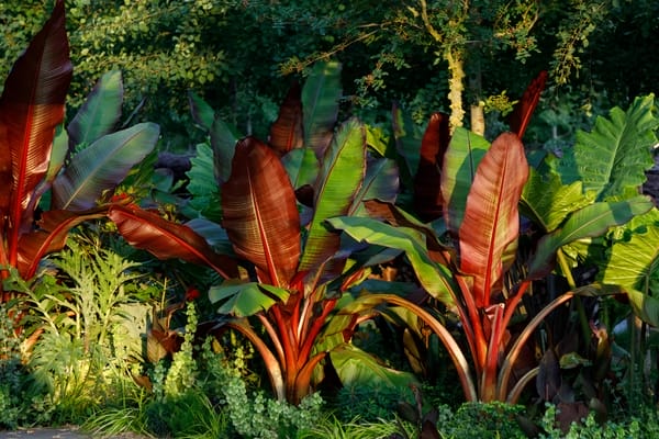 Ensete