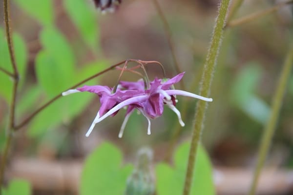 Epimedium