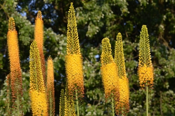 Eremurus