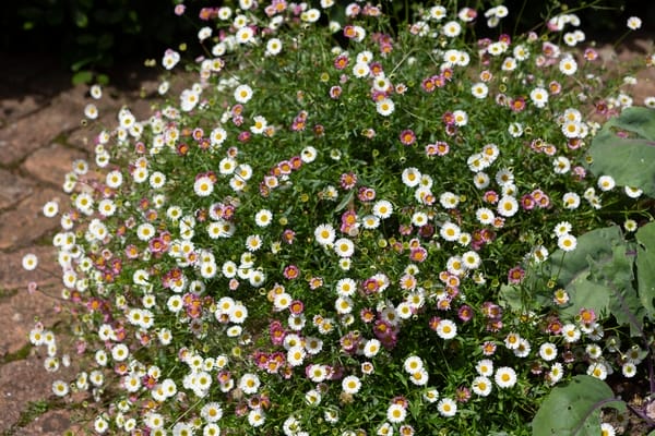 Erigeron