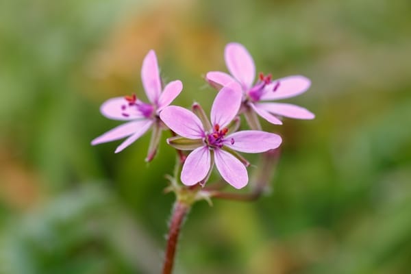 Erodium