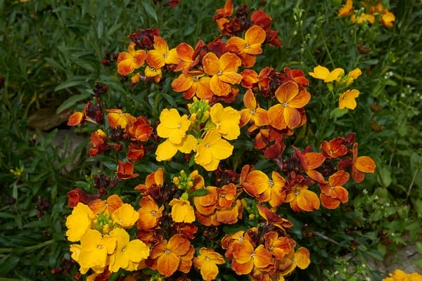 Erysimum