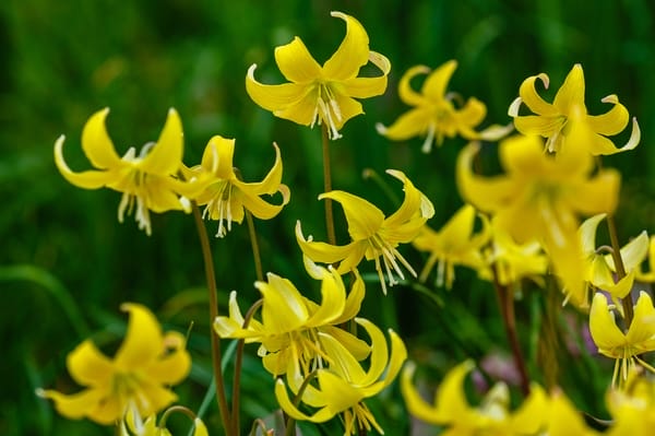 Erythronium