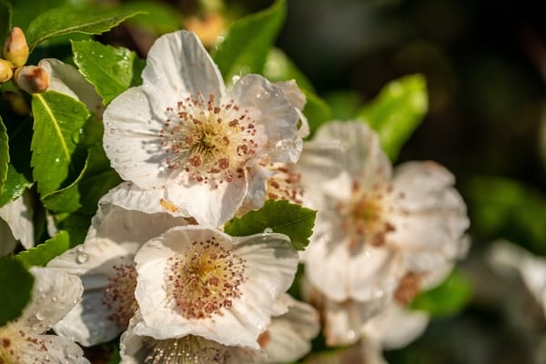 Eucryphia
