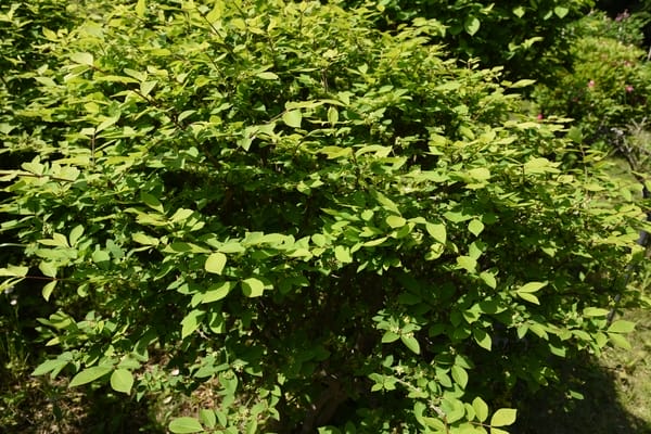 Euonymus Verde