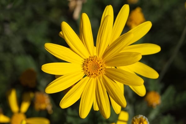 Euryops