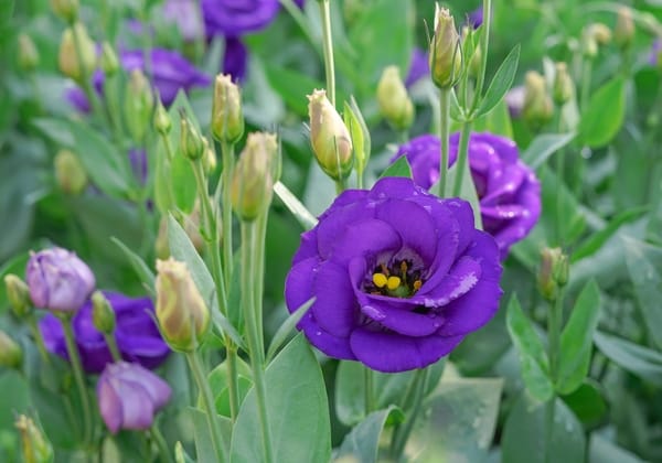 Eustoma