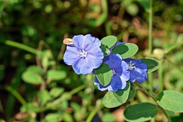 Evolvulus