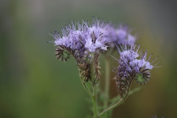 FaceliaPhacelia