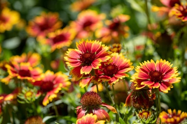 Gaillardia