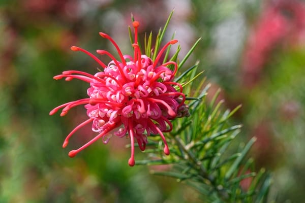 Grevillea