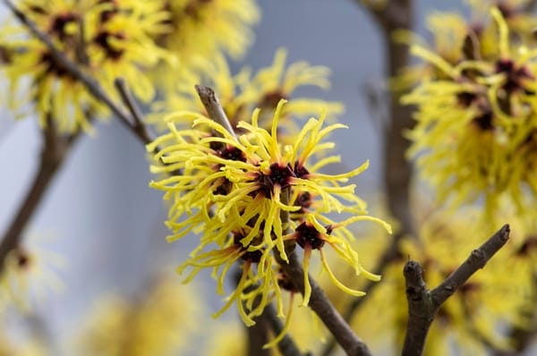 Hamamelis