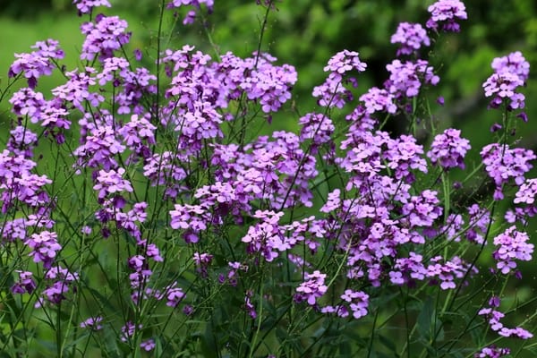 Hesperis
