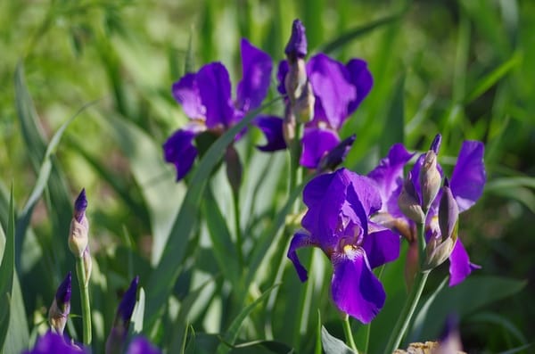 Iris