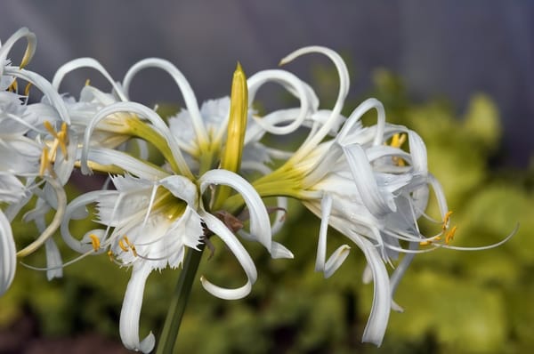 IsmeneHymenocallis