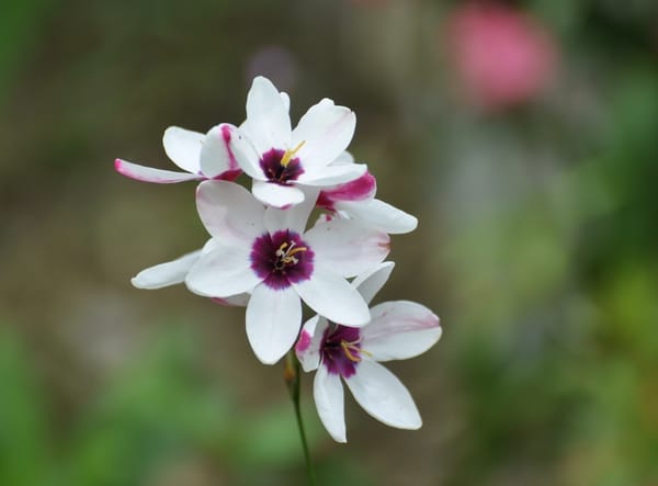 Ixia