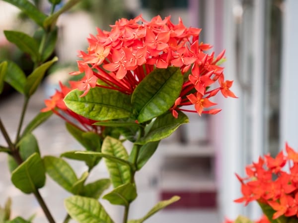 Ixora