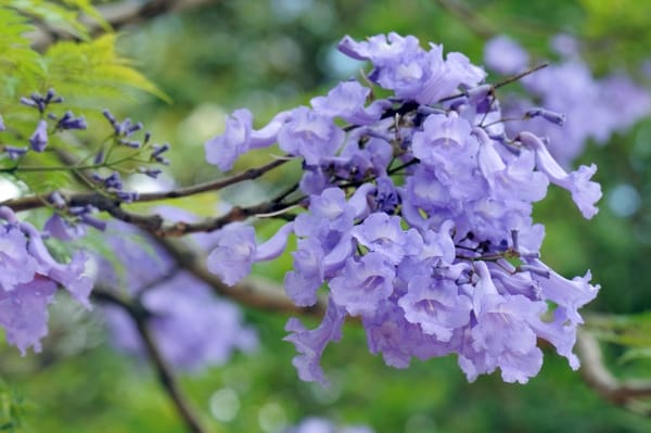 Jacaranda