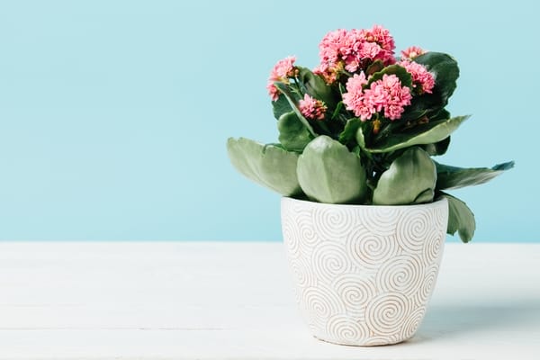 Kalanchoe