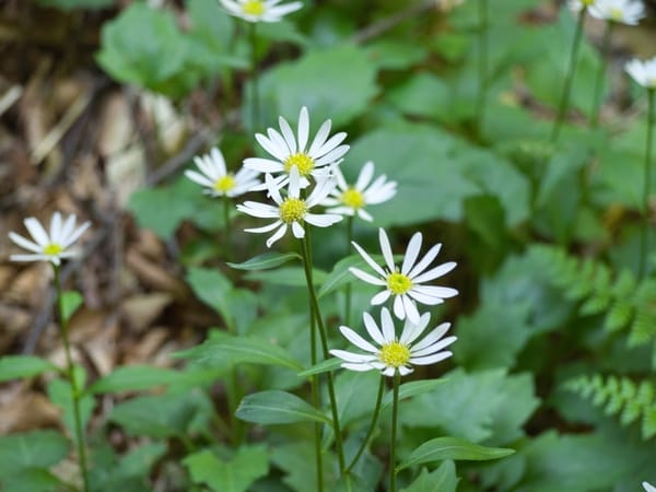 Kalimeris