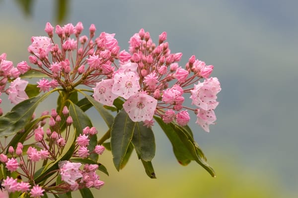 Kalmia