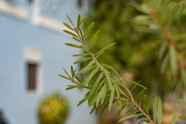 Keteleeria