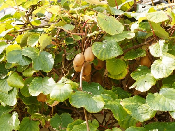 KiwiActinidia Chinensis