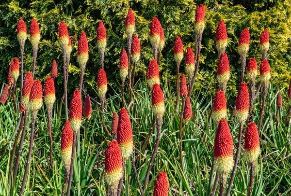 Kniphofia