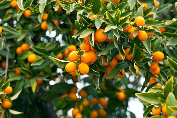 Kumquat (Mandarino Giapponese)Kumquat