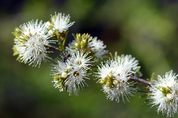 Kunzea