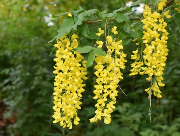 Laburnum