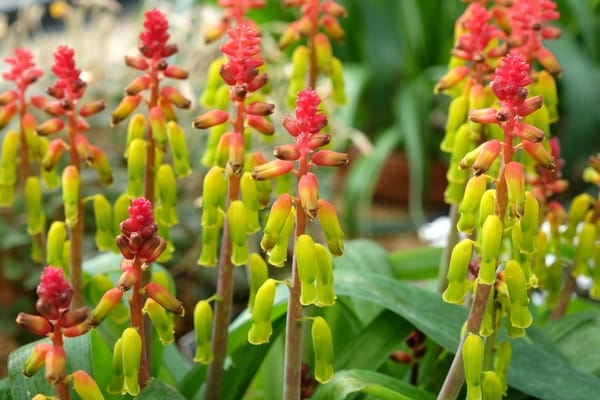 Lachenalia