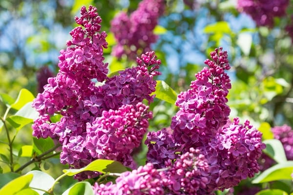 LillàSyringa