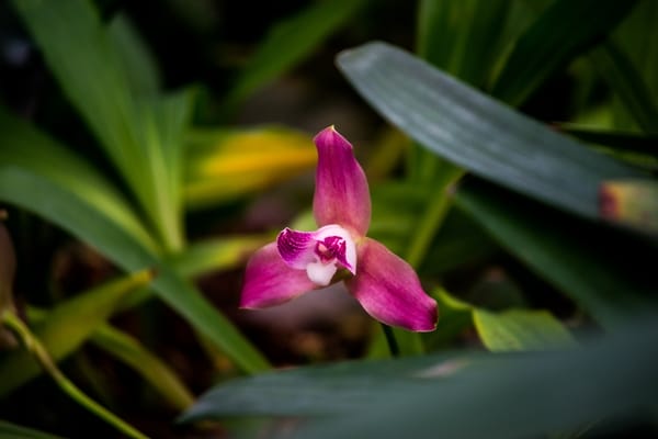Lycaste