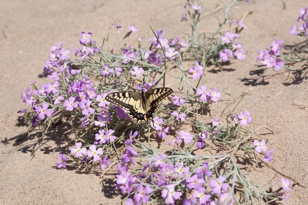Malcolmia