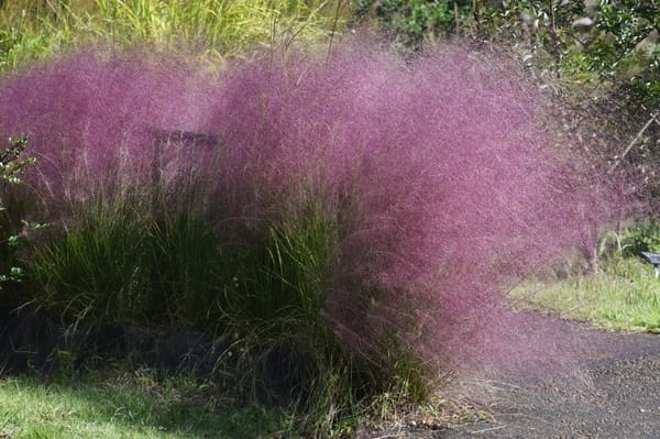 Muhlenbergia