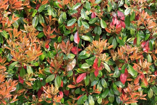 Photinia
