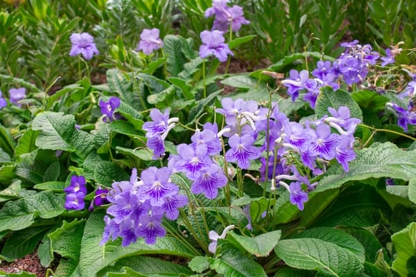 Primula Del CapoStreptocarpus