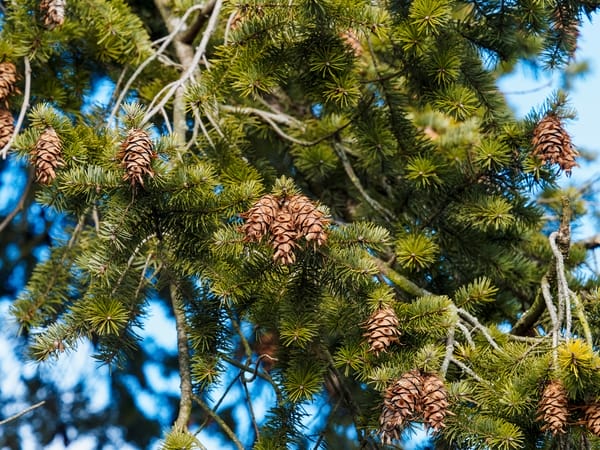 Pseudotsuga