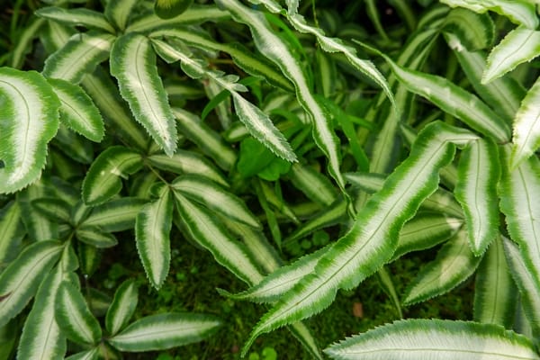 PteridePteris