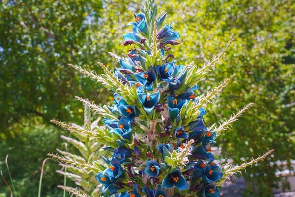 Puya