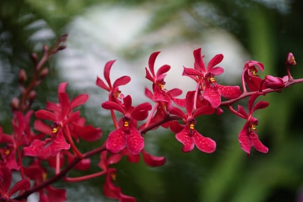 Renanthera