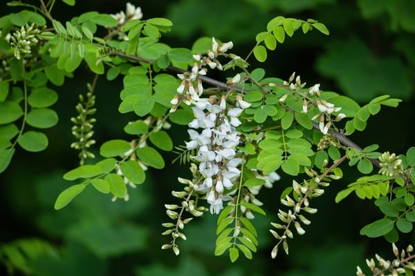 Robinia