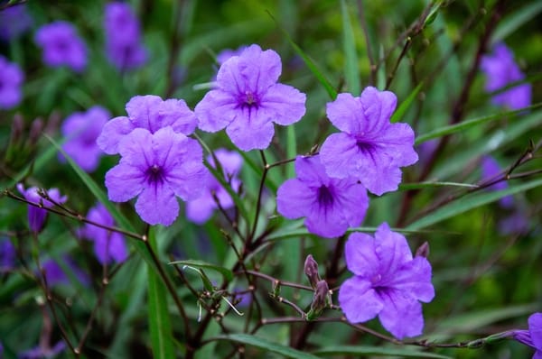 Ruellia